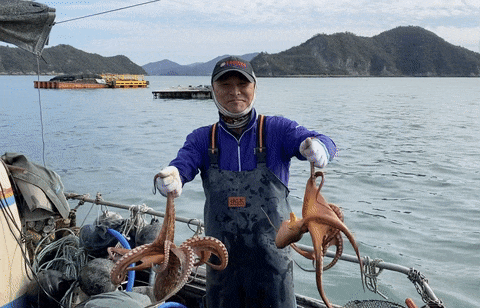 당일조업 산지직송 전남 장흥 냉동 돌문어 2kg (2-3미)